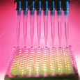 ELISA test - Stock Image - M530/0449 - Science Photo Library