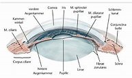 Abbildung 3 Lage von Iris, inneren Augenmuskeln (M. ciliaris, M ...
