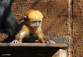 Rare ginger monkey born