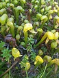 Darlingtonia californica: a carnivorous plant - Mountain Herbalism