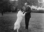 Calvin Coolidge's Dog, Rob Roy - Presidential Pet Museum