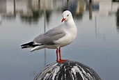 File:Seagull on sale pier.jpg - Wikipedia