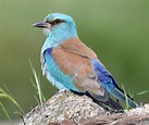 Lançado novo Guia Fotográfico das Aves de Portugal - Wilder