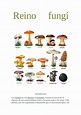 Calaméo - reino fungi