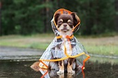 7 Essential Tips on Walking Your Dog in the Rain - Acme Canine