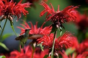 Muskoka Hummingbird - 06 by Ajeeth Parkal on 500px | Muskoka, Bee balm ...