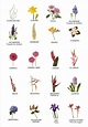 10 Nombres Tipos De Flores Y Sus Nombres En Espanol