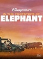 Tras los pasos del elefante - Película 2020 - SensaCine.com