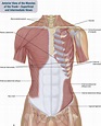 8. Muscles of the Spine and Rib Cage | Musculoskeletal Key