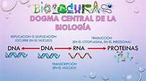 Dogma Central De La Biologia Molecular Mapa Conceptual - mapapapa