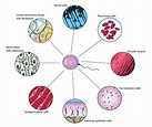 El desarrollo del cuerpo humano: Diferenciación celular