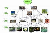 Food Web - The Everglades National Park Inside and Out