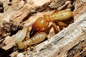 2020's Guide to Termite Types and Pest Species in Australia | Safeguard ...