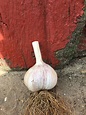 Amish Rocambole Garlic Seeds - Certified Organic Seed Garlic
