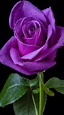 Purple Rose | Beautiful rose flowers, Beautiful roses, Purple roses