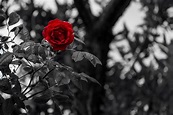 Preto Branco Rosa Flor E - Foto gratuita no Pixabay