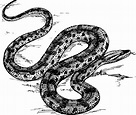 Snake Reptile Anaconda - Free vector graphic on Pixabay