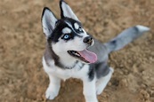 Photo Of Siberian Husky Puppy · Free Stock Photo