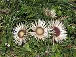 Silberdistel - Pflanzen, Alpenblumen, Blumenampel
