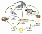 Food Chain - Everglades National Park Project
