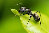 Biolodia: O fantástico mundo das formigas