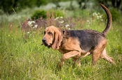 Bloodhound - Hunderasse mit Bild, Info, Temperament, Charakteristiken ...