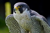 Peregrine Falcon Portrait | Birds | Wildlife | Photography By Martin ...