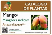 Mangifera indica – Jardín Botánico Prof. Eugenio de Js. Marcano