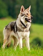 Chien-loup tchécoslovaque - Caractéristiques et caractère - Races de chiens