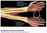 Pronation Anatomy