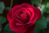 Cuida y cultiva Rosas rojas, las más bellas | Jardineria On