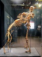 Skeletons of Grover Krantz and His Dog, Clyde, at the Smithsonian ...