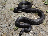 Black Rat Snake - Snake Facts and Information