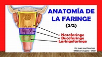 🥇 ANATOMÍA DE LA FARINGE 2/2, (Nasofaringe, Bucofaringe, Laringofaringe ...