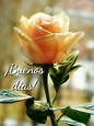 Buenos Días imágenes con rosas 416 Archives - BonitasImagenes.net