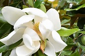 Magnolia maxima - Emedi.gr - Πρόληψη Υγείας