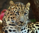File:Amur Leopard (1970226951).jpg - Wikimedia Commons