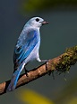 Blue-gray Tanager | Beautiful birds, Blue grey, Wonderful picture