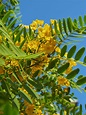 Cold Hardy Yellow Jacaranda, Tipu Tree (tipuana tipu) – Urban Perennials