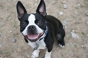 Todo sobre el perro Boston Terrier: Precios, tipos, carácter, cuidados ...