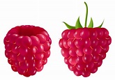 Free Raspberry Cliparts, Download Free Raspberry Cliparts png images ...