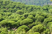 Bosque perennifolio: características, adaptación y clima | Meteorología ...