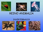 BIOLOGIA: Slides - Aula Reino Animalia - Invertebrados