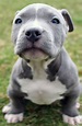 Pittbull Puppies Wallpapers - Wallpaper Cave