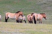Przewalski's Horses (Equus ferus przewalskii) - ZooChat
