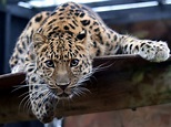 File:Leopard in the Colchester Zoo.jpg - Wikimedia Commons