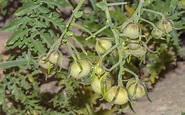 Solanum chilense (Solanaceae)