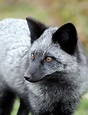 Black Foxes In 45 Pictures Showing The Beauty Is Hidden In Their Fur