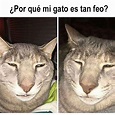 21 divertidos memes de gatos que te harán decir: ese soy yo