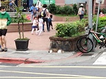 [問題] 帶走浪貓的好心人 - 看板Wen-Shan | PTT台灣在地區